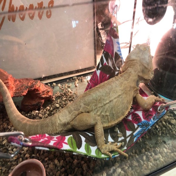 Reptilhängande hängmatta Husdjurshängmatta WHITE S White S