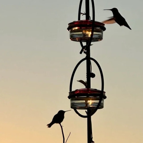 Hummingbird Feeder Fugle Vand Feeder SORT black