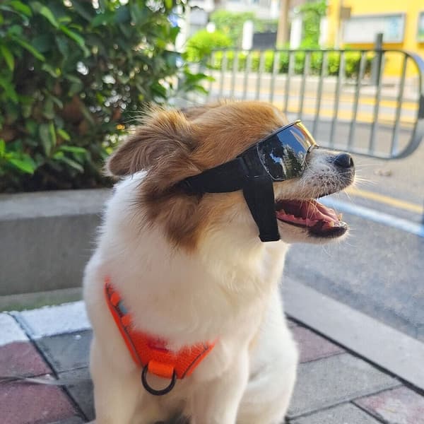 Pet Goggles Pet Solglasögon BLÅ Blue
