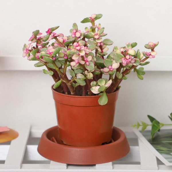 5 st Rund blomkrukbas röd L