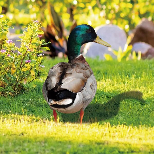 Akryl Duck Statyer Duck Sculpture A A A