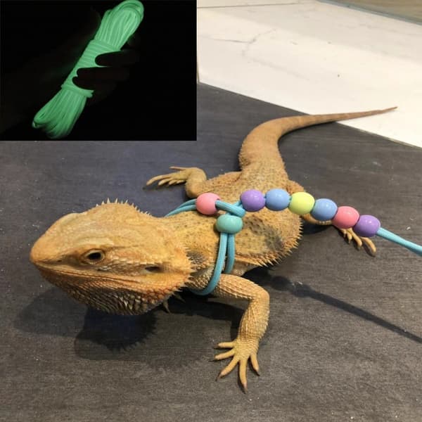 2st Lizard Dragrep Reptil Lysande Bälte BLÅTT Blue