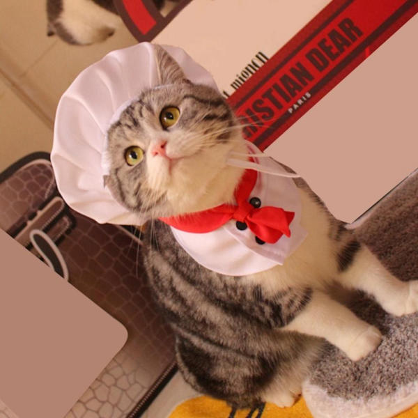 Cat Chef Hat Set Lemmikkien ruoanlaitto King Hat S S