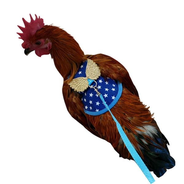Kanavaljaat kanat BLUE M Blue M
