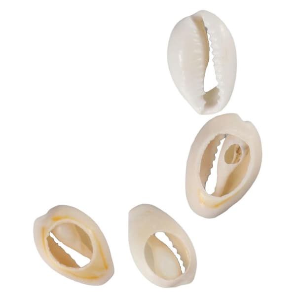 Vahvat Cowrie Shell Helmet Smooth Cut
