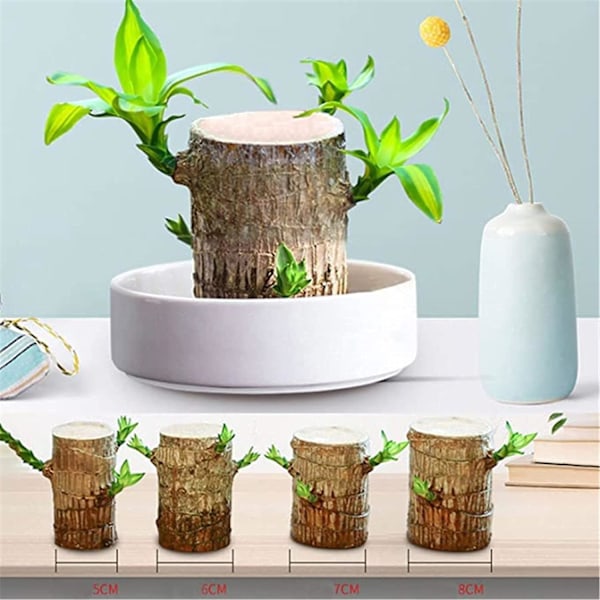 Mini plante stamme fra Brasilien - I hydroponisk potte - Til soveværelse & agrave; soveværelse, soveværelse & agrave; sengetid, fire sæsoner - Renser luften - Indendørs