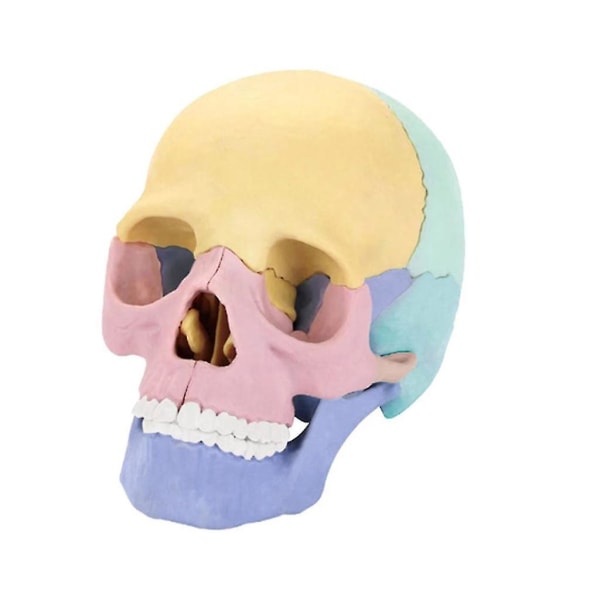 Anatomi Skallemodell Mänsklig anatomisk skalle Mänsklig skallemodell för att demonstrera medicinsk skallemodell Exploderad skallemodell