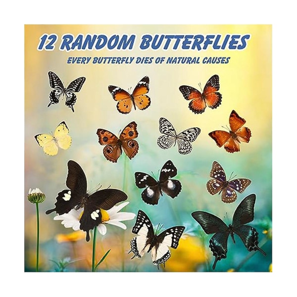 12 stk Ekte sommerfuglprøver - Taxidermy Butterfly Gjør-det-selv kreativ produksjon, For Innrammet Butterfly S