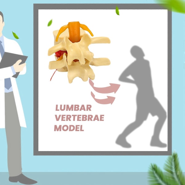 Modell av ländkota Anatomisk ryggrad Ländrygg Diskbråck Anatomi Undervisningsverktyg Ländryggskota