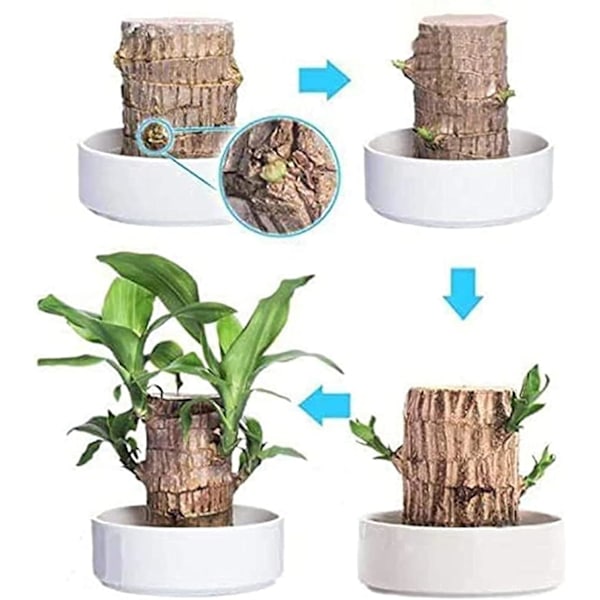 Mini plante stamme fra Brasilien - I hydroponisk potte - Til soveværelse & agrave; soveværelse, soveværelse & agrave; sengetid, fire sæsoner - Renser luften - Indendørs