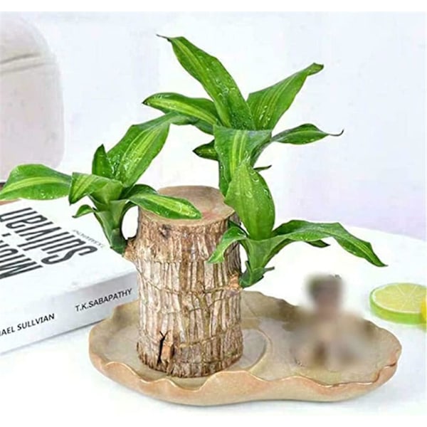 Mini plante stamme fra Brasilien - I hydroponisk potte - Til soveværelse & agrave; soveværelse, soveværelse & agrave; sengetid, fire sæsoner - Renser luften - Indendørs
