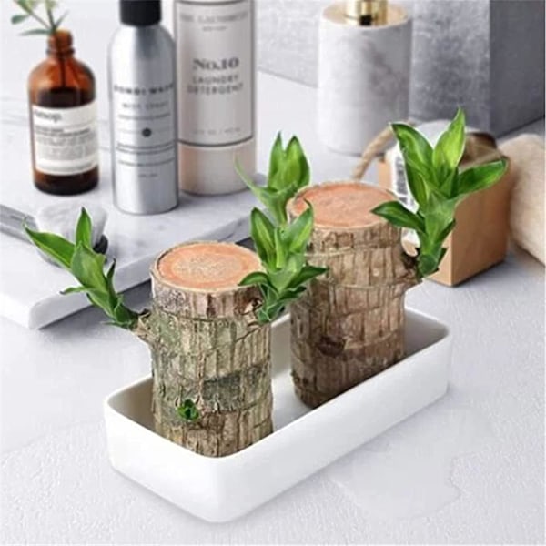 Mini plante stamme fra Brasilien - I hydroponisk potte - Til soveværelse & agrave; soveværelse, soveværelse & agrave; sengetid, fire sæsoner - Renser luften - Indendørs