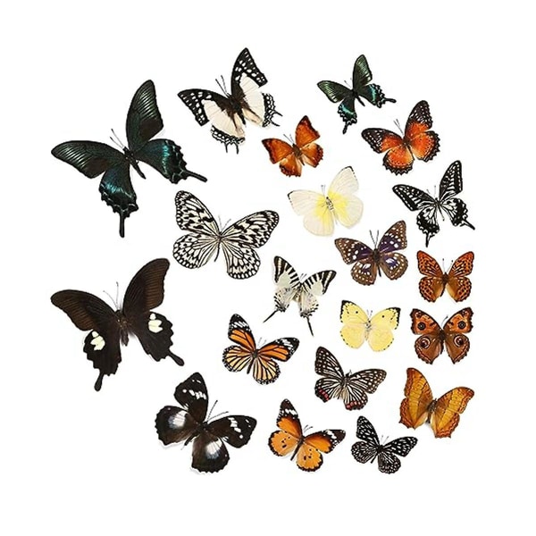 12 stk ægte sommerfugleprøver - Taxidermy Butterfly Gør-det-selv kreativ produktion, til indrammet sommerfugl S