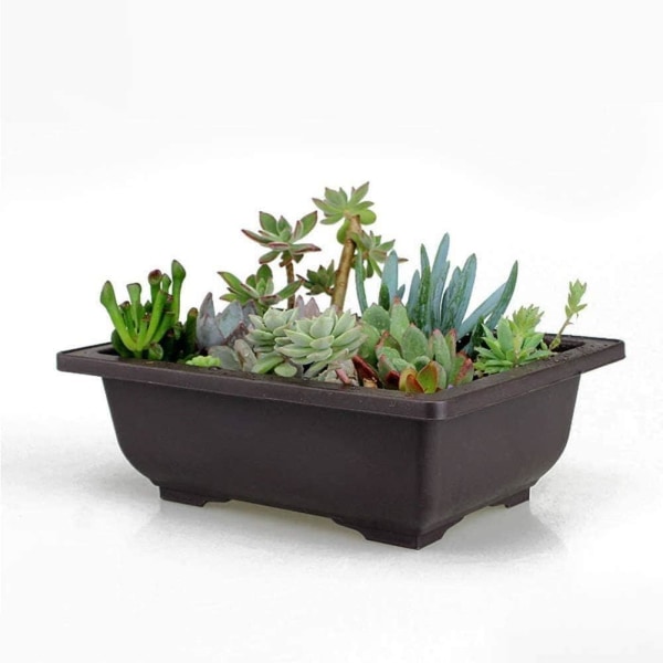 Planter, bonsai pot, sukkulentbeholder (29 x 21 x 10,5 cm), potte (uten bunn), 1 stk