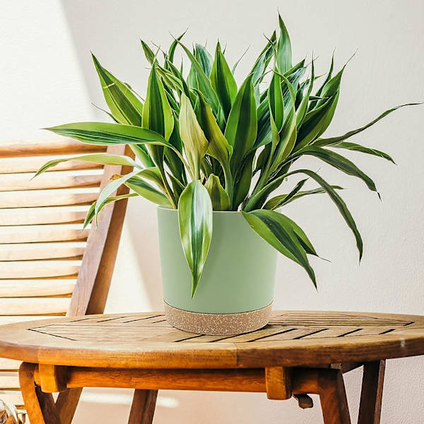 Plantekrukke 20 cm, potteplantepotte med dreneringshull og avtagbar bunn,