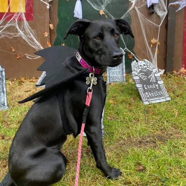 Stor hundflaggermusdrakt til Halloween - FO[D]