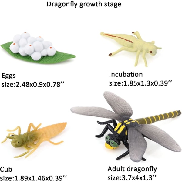 Dyrevækstcyklus Biologisk model Legetøjsdekoration, vækststadie Livslignende guldsmede Livscyklusmodelsæt til børn Uddannelse Insekt-tema Party Favor