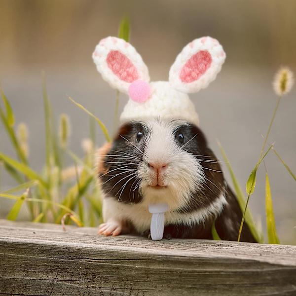 4 deler hamster lue mini små dyr lue med justerbar stropp Nydelig håndstrikket frosk regnbue gulrot bittesmå luer Julefest