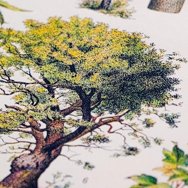 Puut Juliste Trees Print, Vintage Tree Image, Puutyypit (30 x 40 cm)
