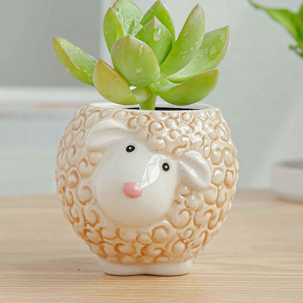 Owl Pot Keraaminen mehikasviruukku Kaktus ruukkukasvien istutusbonsai set