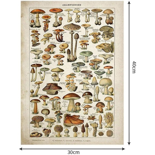 Vintage antiikkijuliste print Koulutuksellinen kasvitieteellinen taidejuliste Sieniseinätaide Kodin sisustus