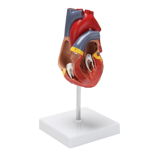 1: 1 Menneskelig hjertemodell, anatomisk hjertemodell Livsstørrelse Menneskeskjelett Anatomi for naturfagsklasse