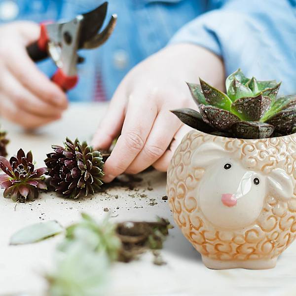 Owl Pot Keraaminen mehikasviruukku Kaktus ruukkukasvien istutusbonsai set