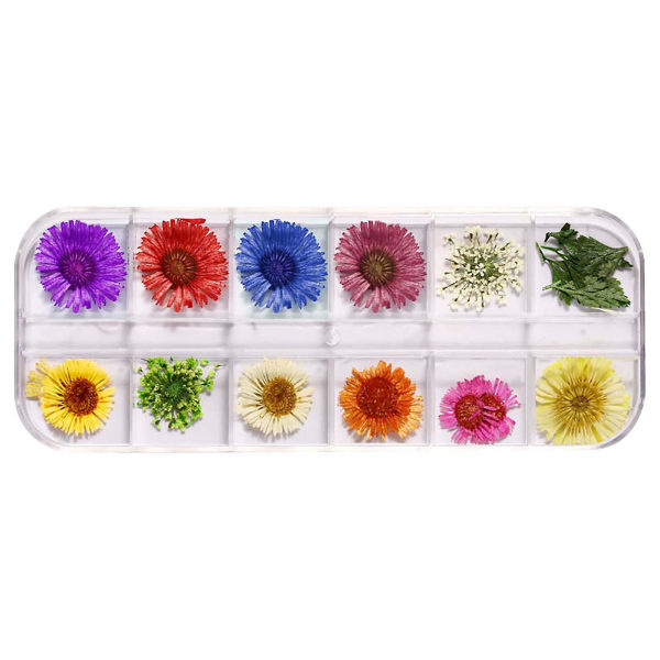 Gjør-det-selv japansk tørket negleblomst 12 Color Star Sun Flower 24 Tørket negleblomst B