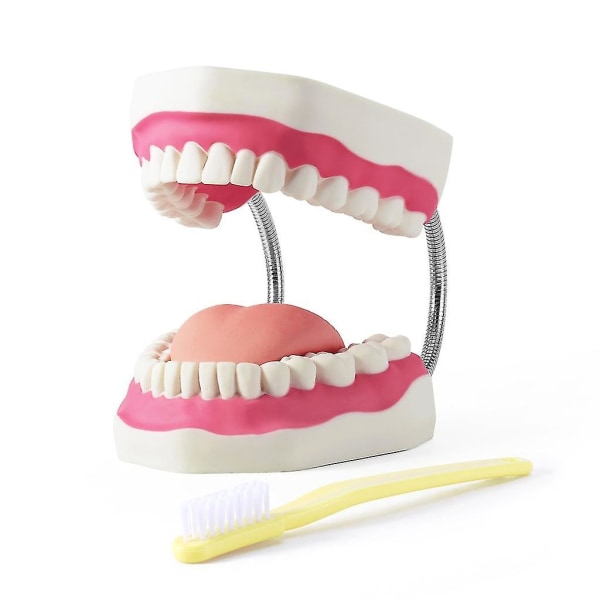 6 Times Tandlärare Studera Modell Vård Utbildning Demonstration Tänder Modellverktyg