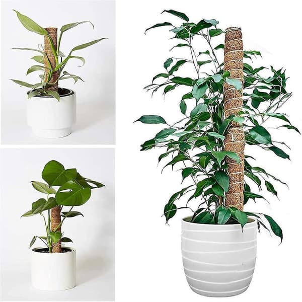 Växtstöd, 4 st 40CM växtstöd kokosmossastav för Monstera-växt