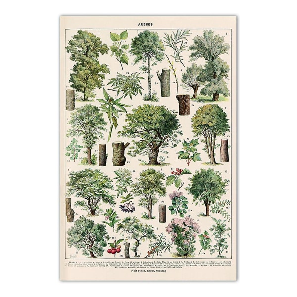 Träd affisch Print, vintage trädbild, typer av träd (30 X 40 Cm)