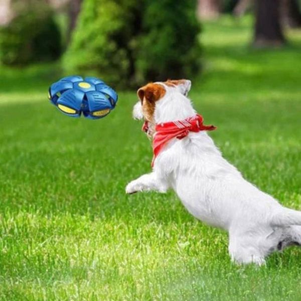 Hunden Diskusboll Blue