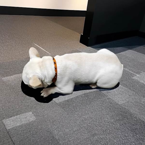 Læder Hundehalsbånd med Pigge til Små Hunde med Klokke, Justerbar Ko Læder Halsbånd Nittet Skarpe Pigge til Dreng Pige Hvalpe, Robust Heavy Duty, Orange Sm Orange S
