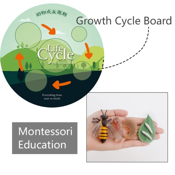 Simulering Livssyklus Dyr Modell Montessori Leker Barn Insekt Plante Vekst Syklus Biologi Åpen-Endet Pedagogisk Leker T