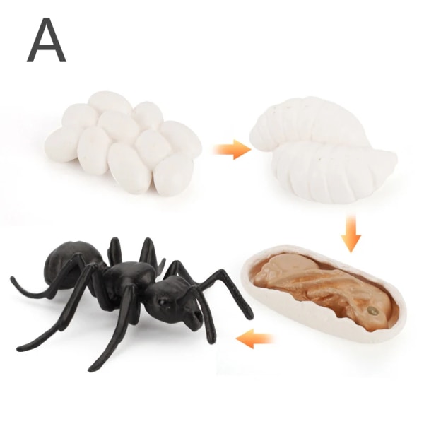 Simulering Livscykel Djur Modell Montessori Leksak Barn Insekt Växt Tillväxtcykel Biologi Vetenskap Öppen Ändad Pedagogisk Leksak A