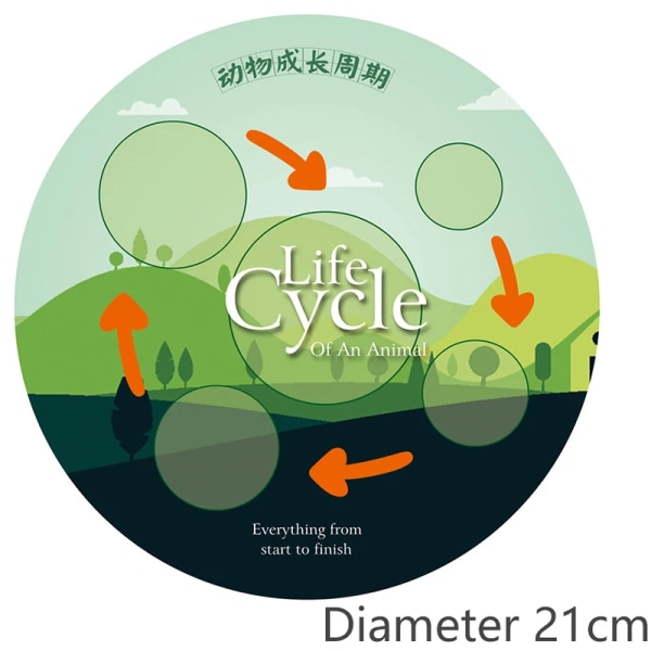 Simulering Livscyklus Dyr Model Montessori Legetøj Børn Insekt Plantevækst Cyklus Biologi Videnskab Open-Ended pædagogisk legetøj growth cycle board