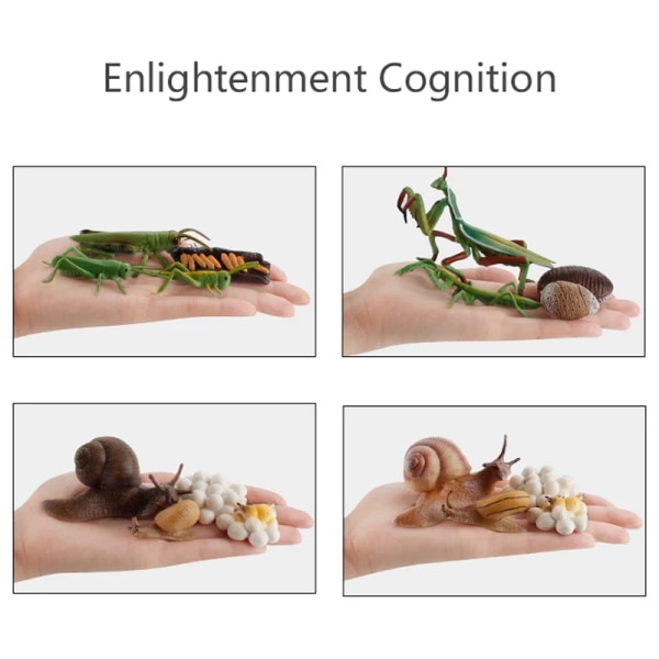 Simulering Livscykel Djur Modell Montessori Leksak Barn Insekt Växt Tillväxtcykel Biologi Vetenskap Öppen Ändad Pedagogisk Leksak growth cycle board