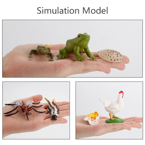 Simulering Livscyklus Dyr Model Montessori Legetøj Børn Insekt Plantevækst Cyklus Biologi Videnskab Open-Ended pædagogisk legetøj growth cycle board