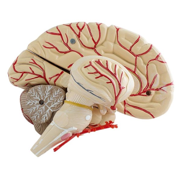 Brain Model Anatomy Professionell Dissektion Organ Undervisning