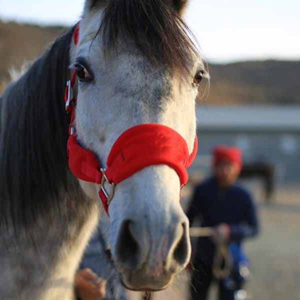 Tjocka ponny Häst Halter Head Collar Ridstall Red S