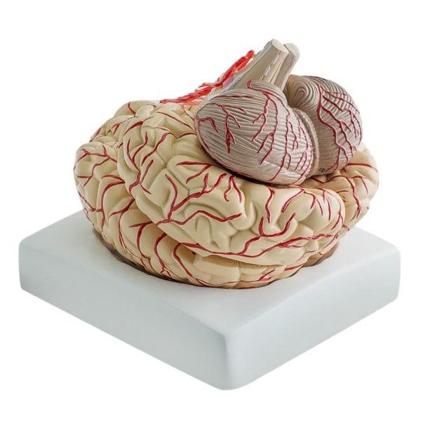 Brain Model Anatomy Professionell Dissektion Organ Undervisning