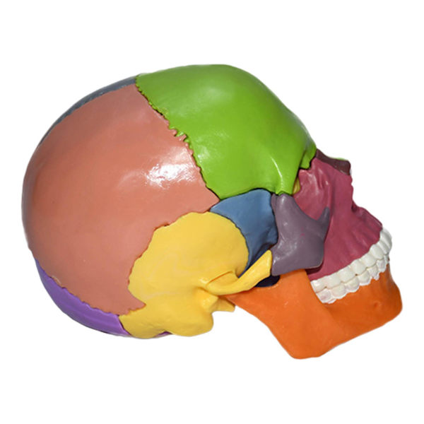 Naturlig storlek Anatomisk undervisning skeletthuvud 15 delar monterade