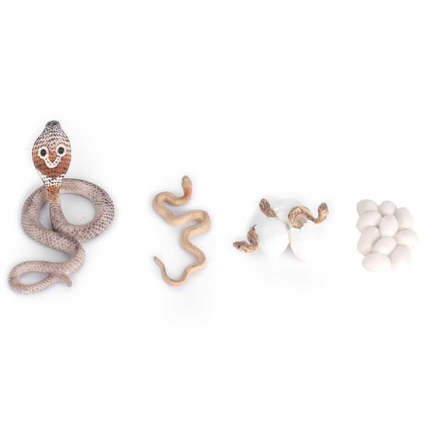 Cobra Growth Lifecycle Toy Plastic Animal Growth Cycle Model Educational Snake Model