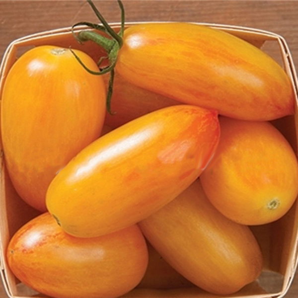 100 stk lekre tomatfrø Produktive grønnsakshagefrø for utplanting