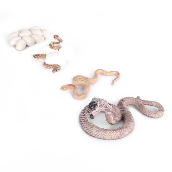 Cobra Growth Lifecycle Toy Plastic Animal Growth Cycle Model Educational Snake Model