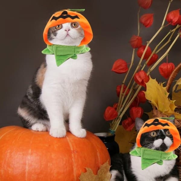 Katter Halloween Gresskarhatt Gresskar Demonlue Katter Hodeplagg[LD]