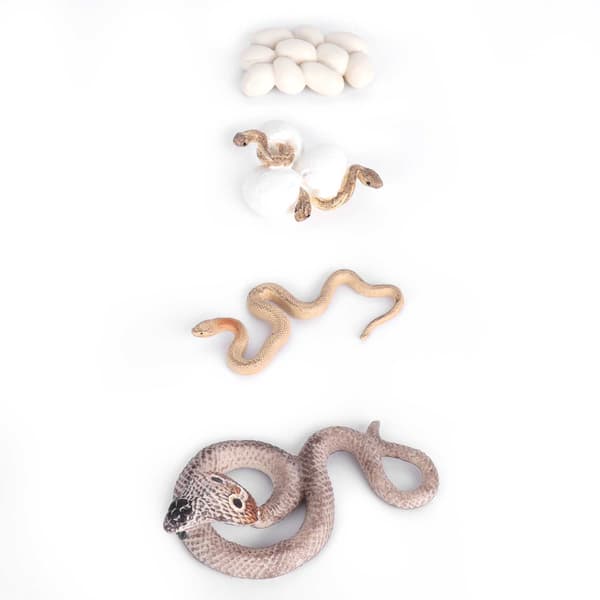 Cobra Growth Lifecycle Toy Plastic Animal Growth Cycle Model Educational Snake Model