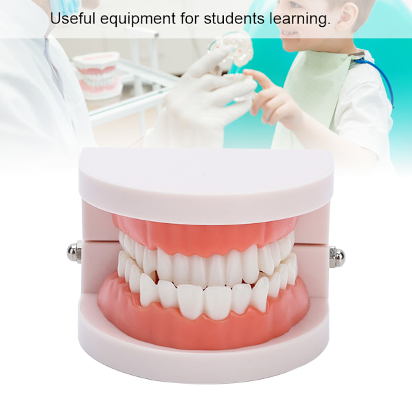 Tandprotes tandkött Modell 28st Standard Vuxen Tänder Modell Medical Teaching Tool