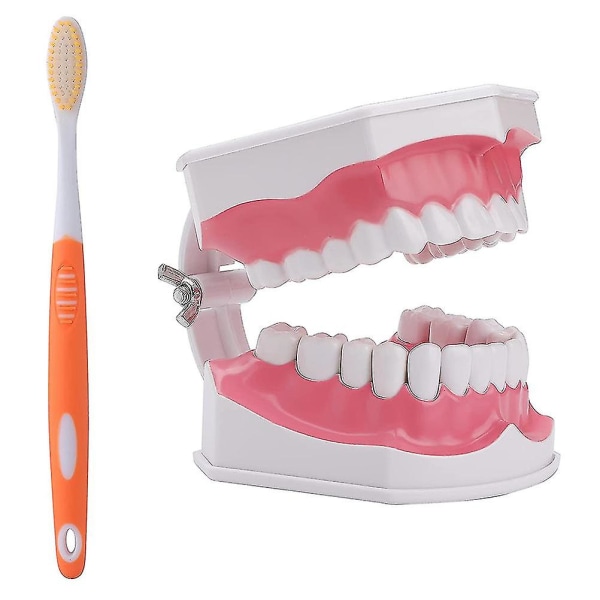 1 sæt pædagogisk tandpleje undervisningshjælp til børn medicinske tænder model