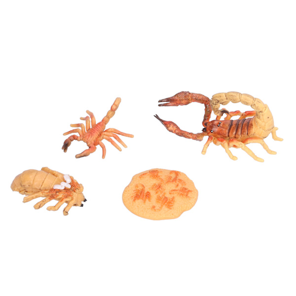 Scorpion Livssyklus Lekesett Utdannende Insekt Livsfaser Leksakssett for barn #1